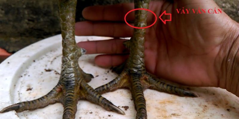 Vảy Gà Vấn Cán - Đặc Điểm Vảy Gà Độc Và Hiếm Nhất 3 Khám phá đặc điểm của các loại vảy vấn cán