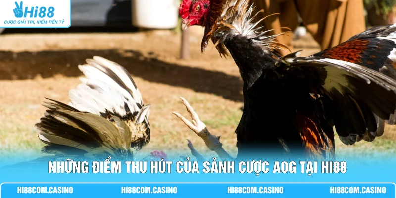 Những điểm thu hút của sảnh cược AOG tại Hi88