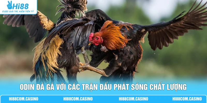 ODIN đá gà với các trận đấu phát sóng chất lượng