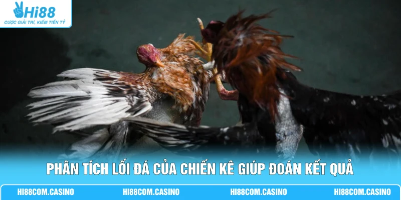 Phân tích lối đá của chiến kê giúp đoán kết quả